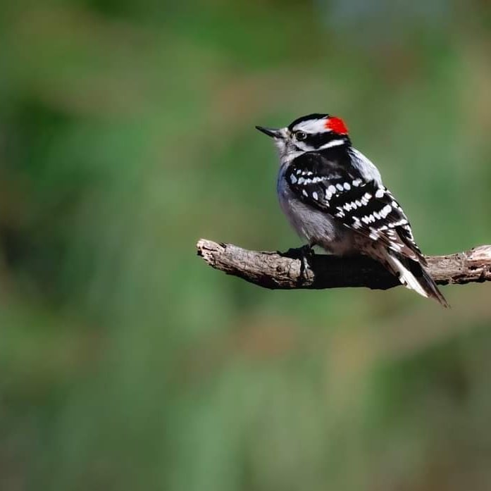 Downy Woodpecker - ML614209469