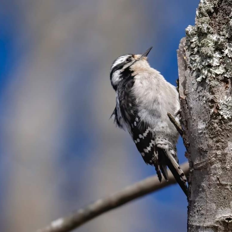 Downy Woodpecker - ML614209470