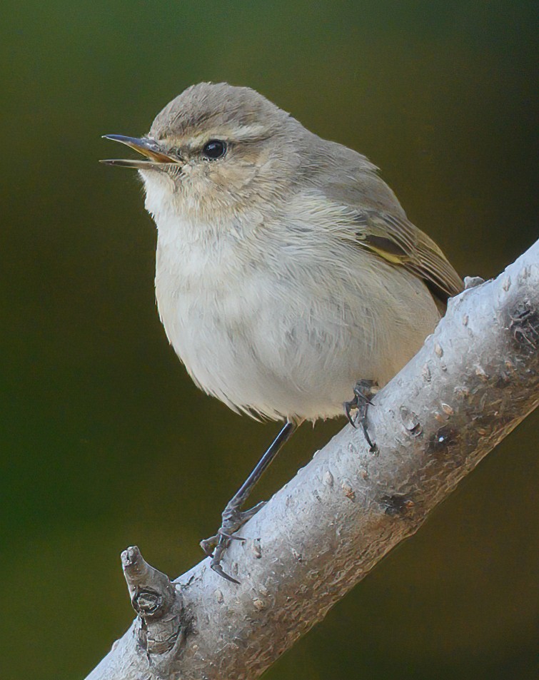 Common Chiffchaff - ML614209475