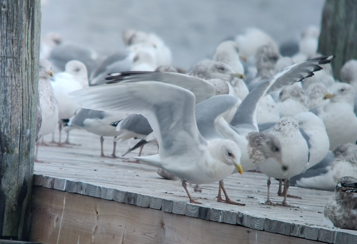 Goéland arctique (kumlieni) - ML614209488