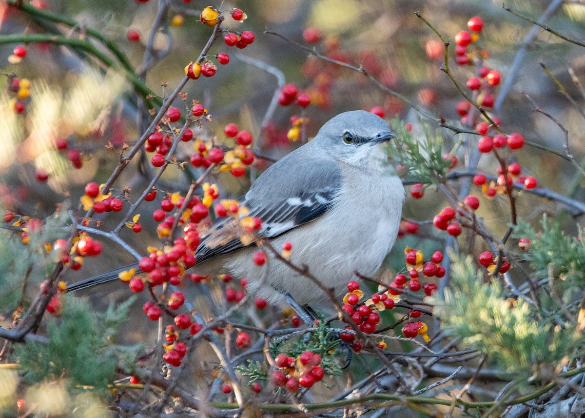 Northern Mockingbird - ML614209518