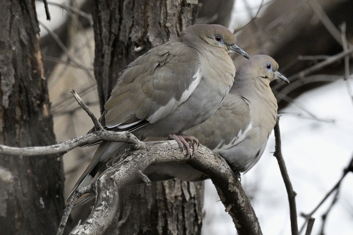 White-winged Dove - Laurie Kleespies