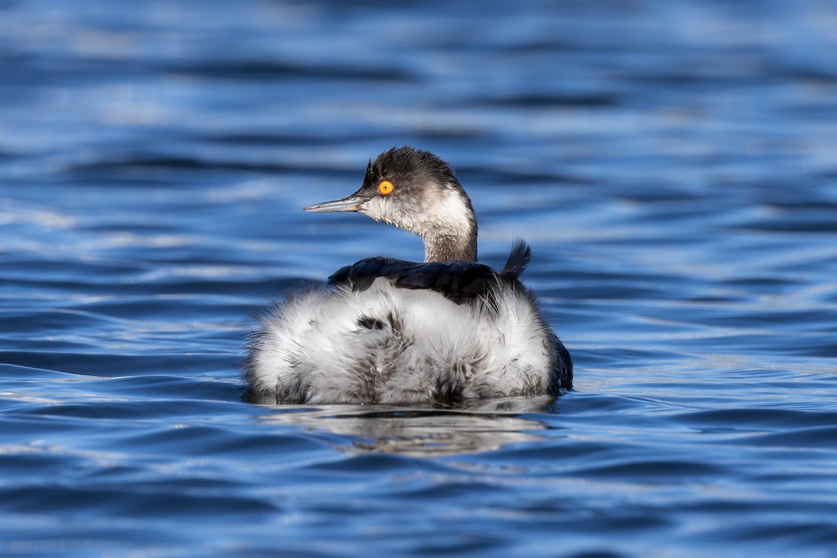 Eared Grebe - ML614209536