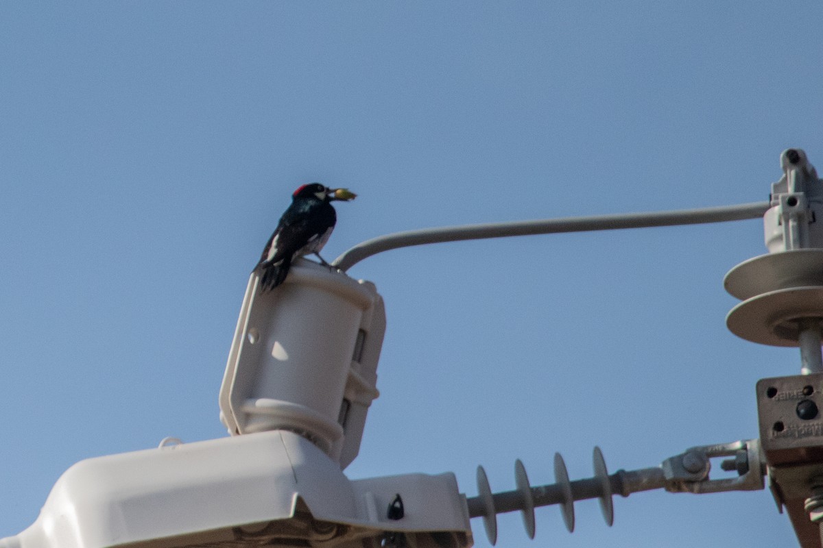 Acorn Woodpecker - ML614209563