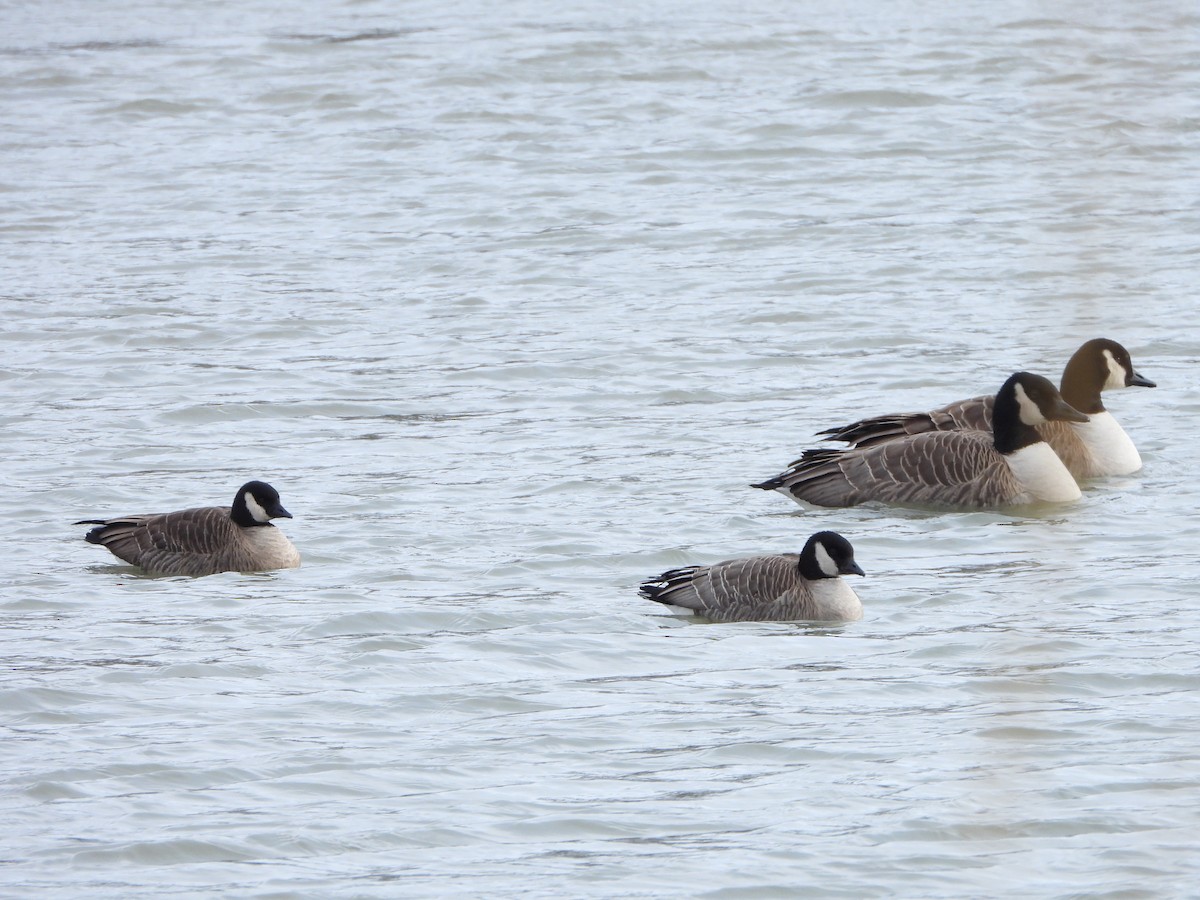 Cackling Goose - Marcie  Jacklin