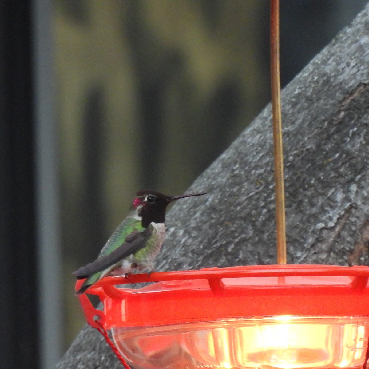 Anna's Hummingbird - ML614209616