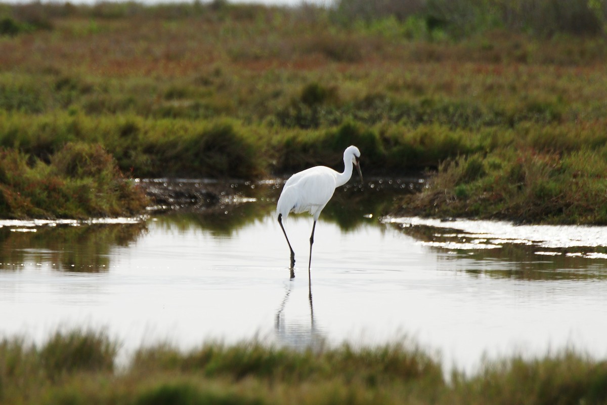 Whooping Crane - ML614209663