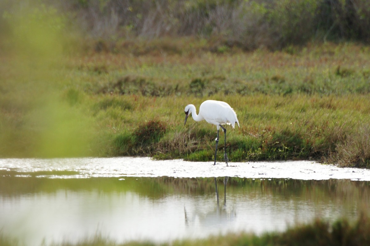 Whooping Crane - ML614209664