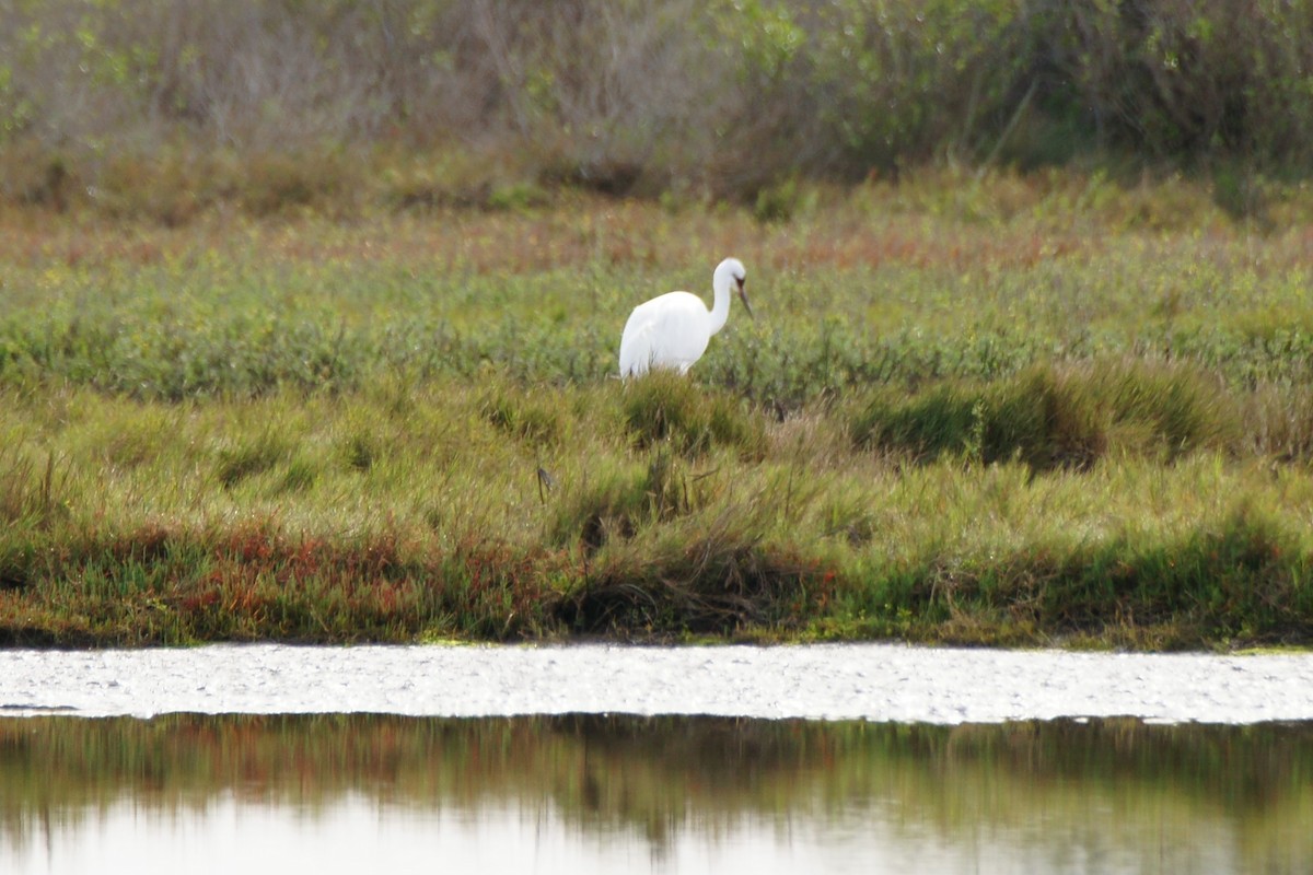 Whooping Crane - ML614209665