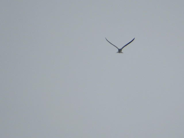 White-tailed Kite - Corban Hemphill