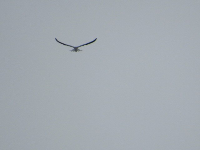 White-tailed Kite - Corban Hemphill
