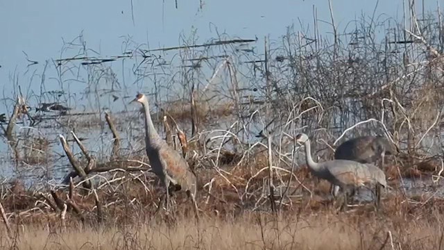 Sandhill Crane - ML614209734