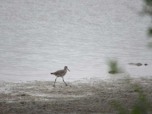 Willet - ML614209762