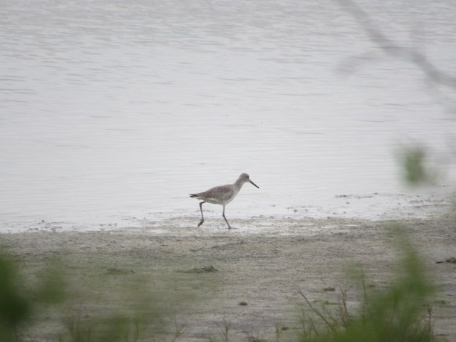 Willet - ML614209763