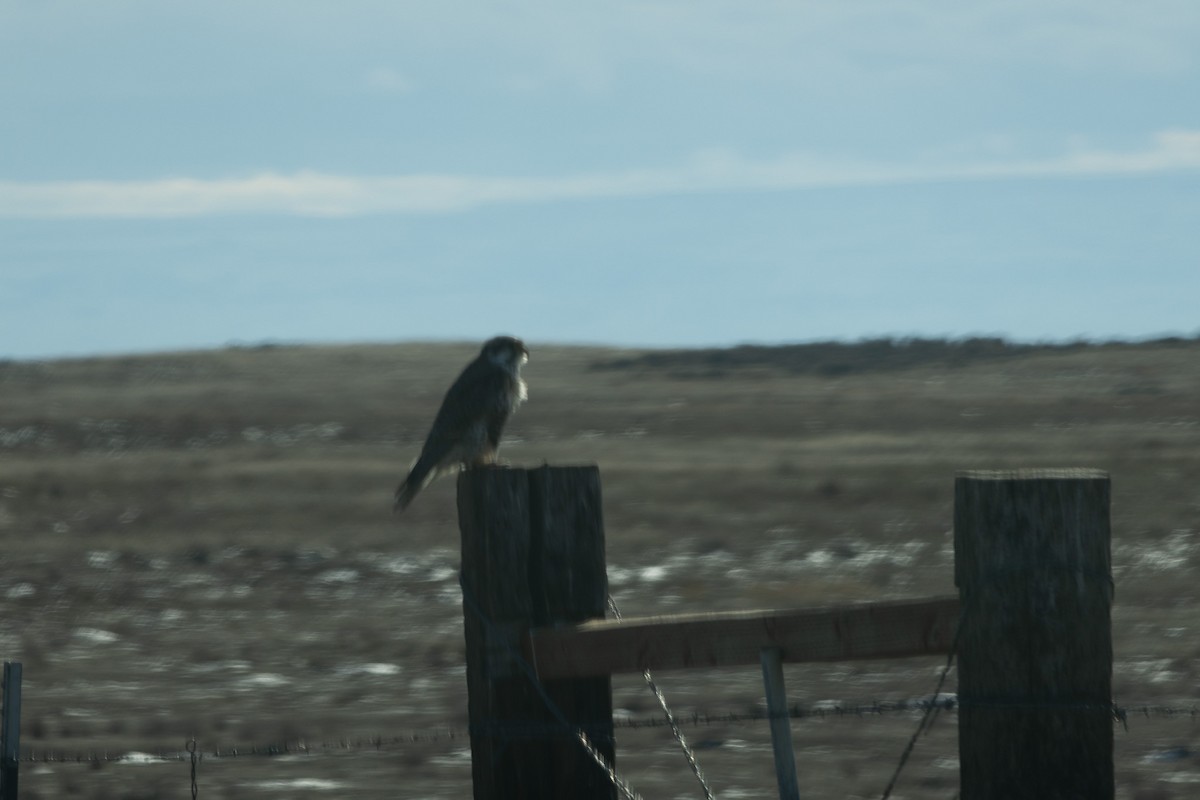 Prairie Falcon - ML614209785