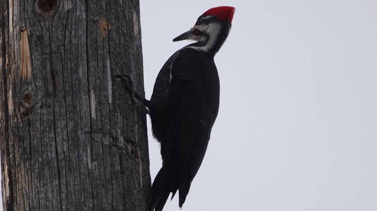 Pileated Woodpecker - ML614209804