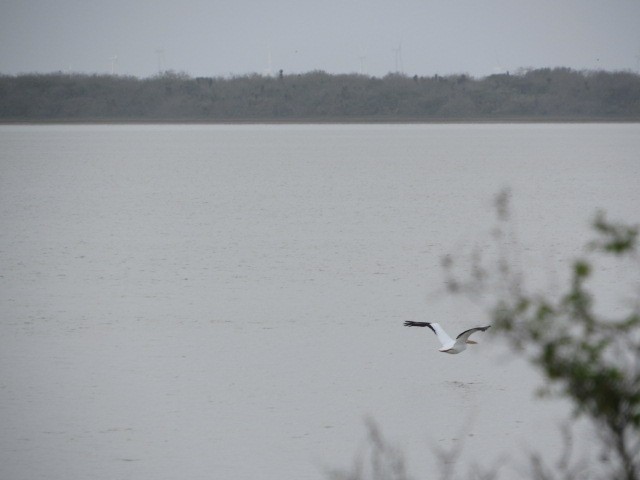 American White Pelican - ML614209934