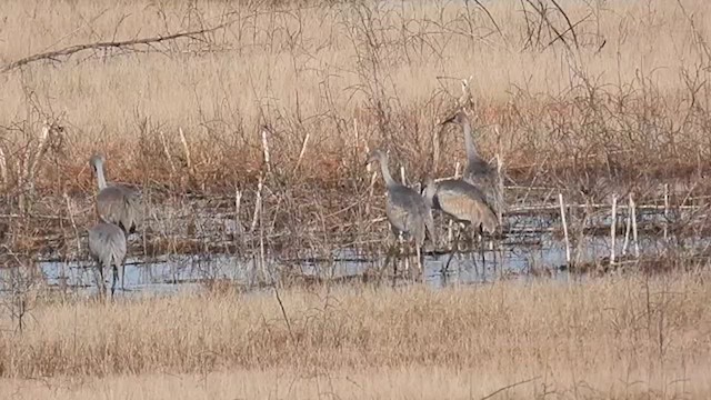 Grue du Canada - ML614209978