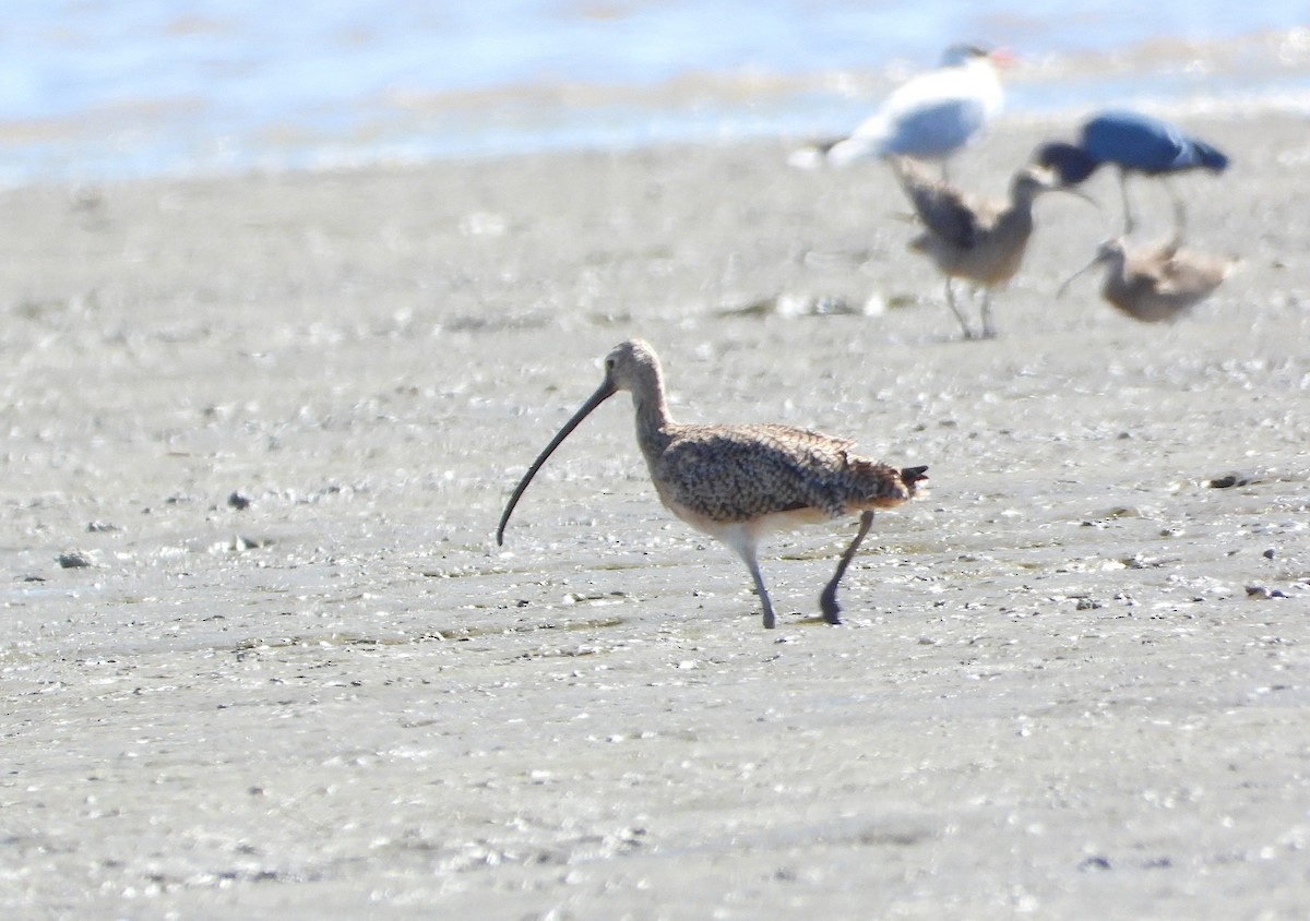 Long-billed Curlew - Mario Reyes Jr