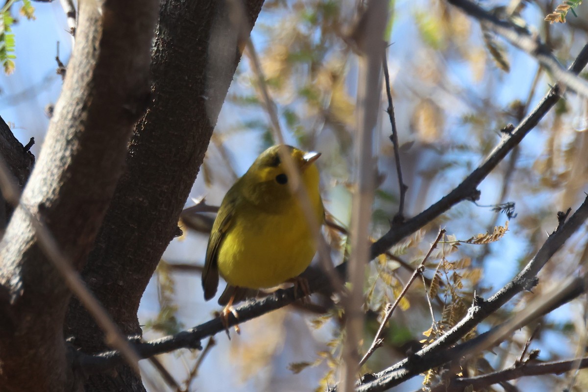 Wilson's Warbler - ML614210143