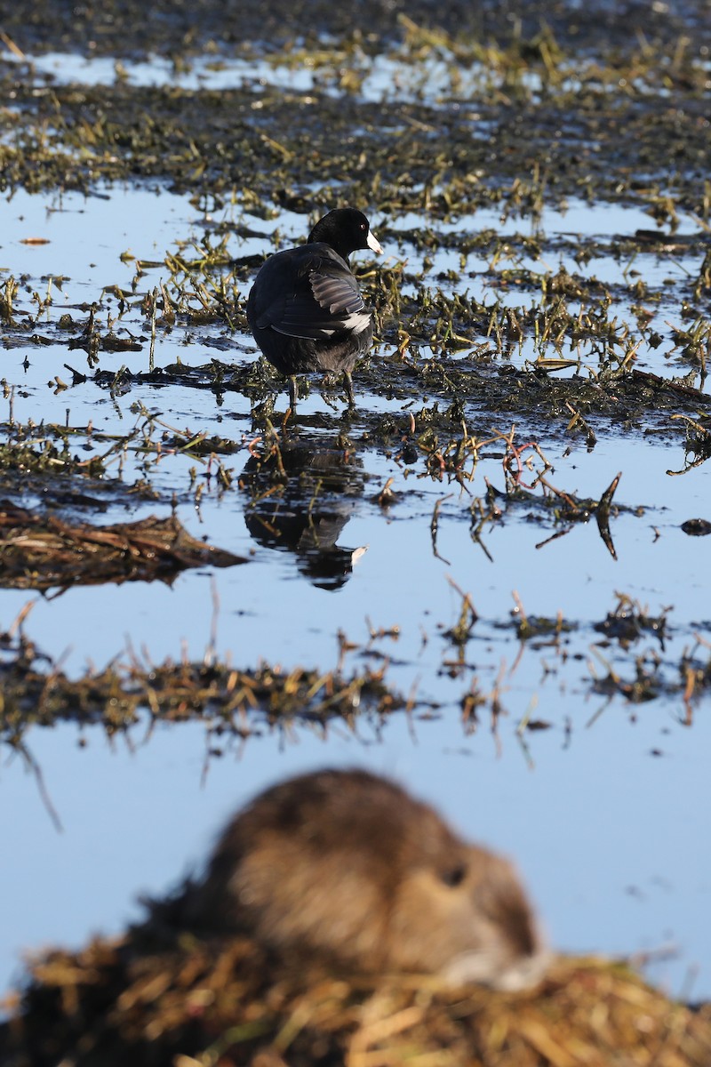 American Coot - ML614210155