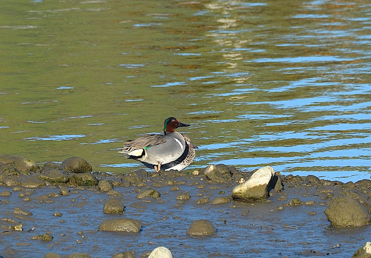 Green-winged Teal - ML614210181