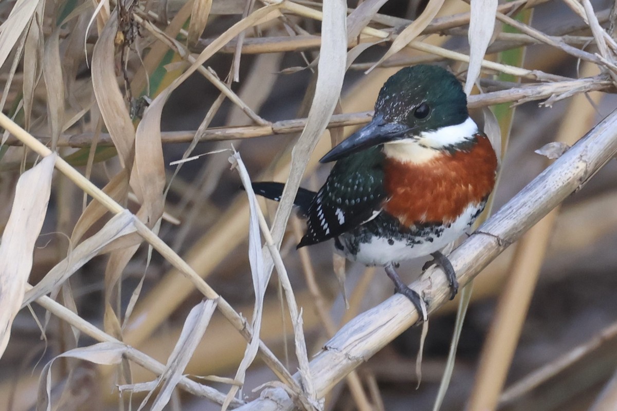 Green Kingfisher - Tom Forwood JR