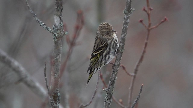 Pine Siskin - ML614210213