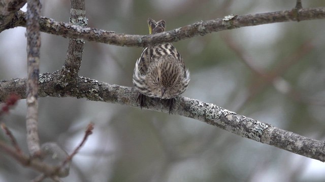 Pine Siskin - ML614210214