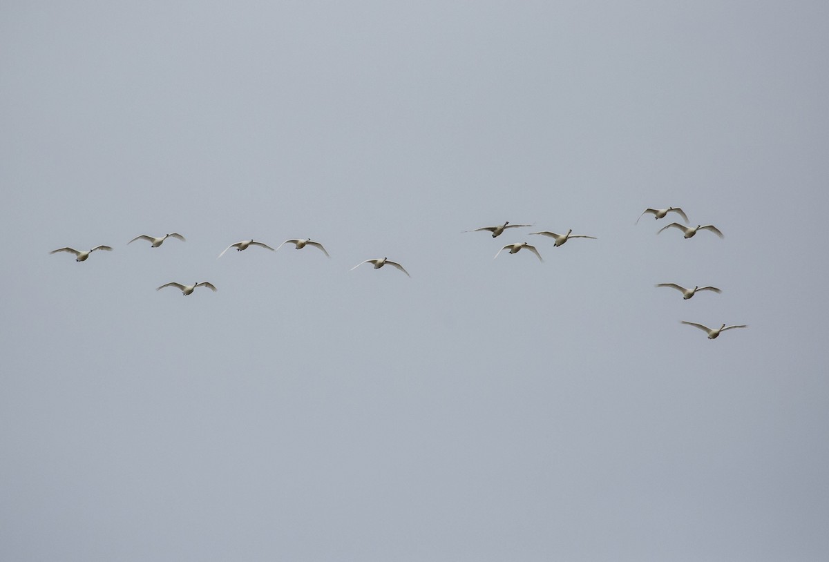 Trumpeter Swan - ML614210244