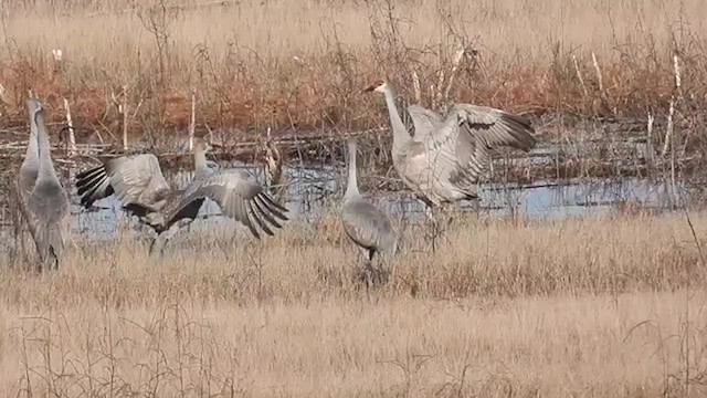 Sandhill Crane - ML614210263