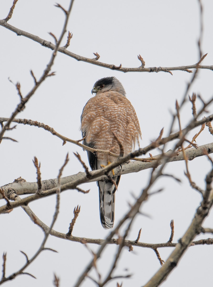 Cooper's Hawk - Terry Rich