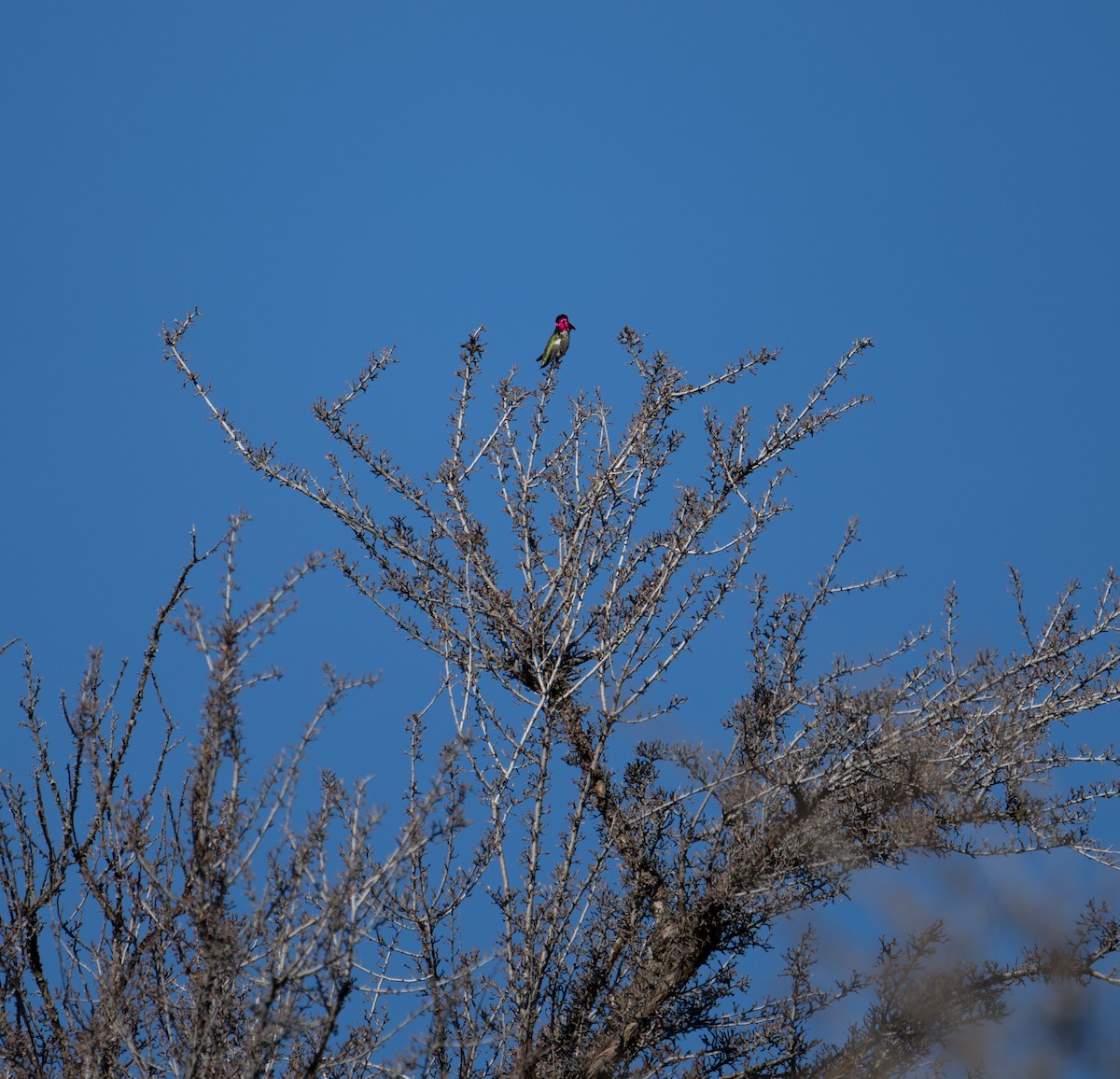 Anna's Hummingbird - ML614210297