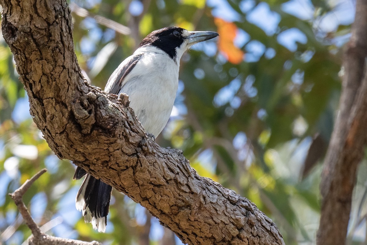 Gray Butcherbird - James Hoagland