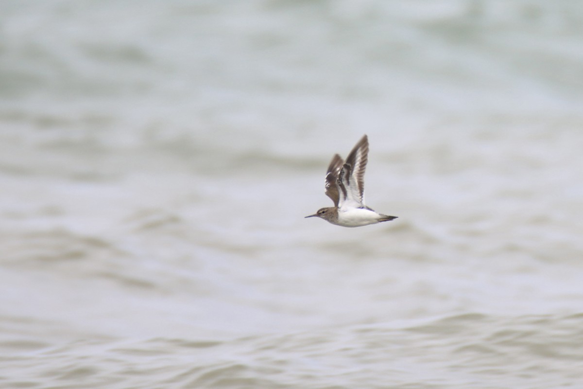 Common Sandpiper - ML614210539