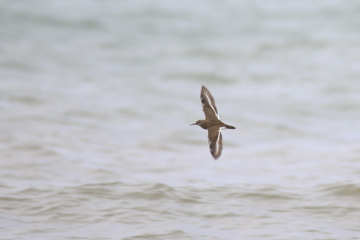 Common Sandpiper - ML614210540