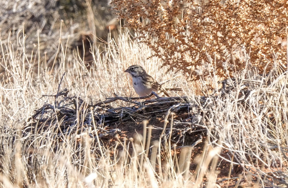 Sagebrush Sparrow - ML614210554
