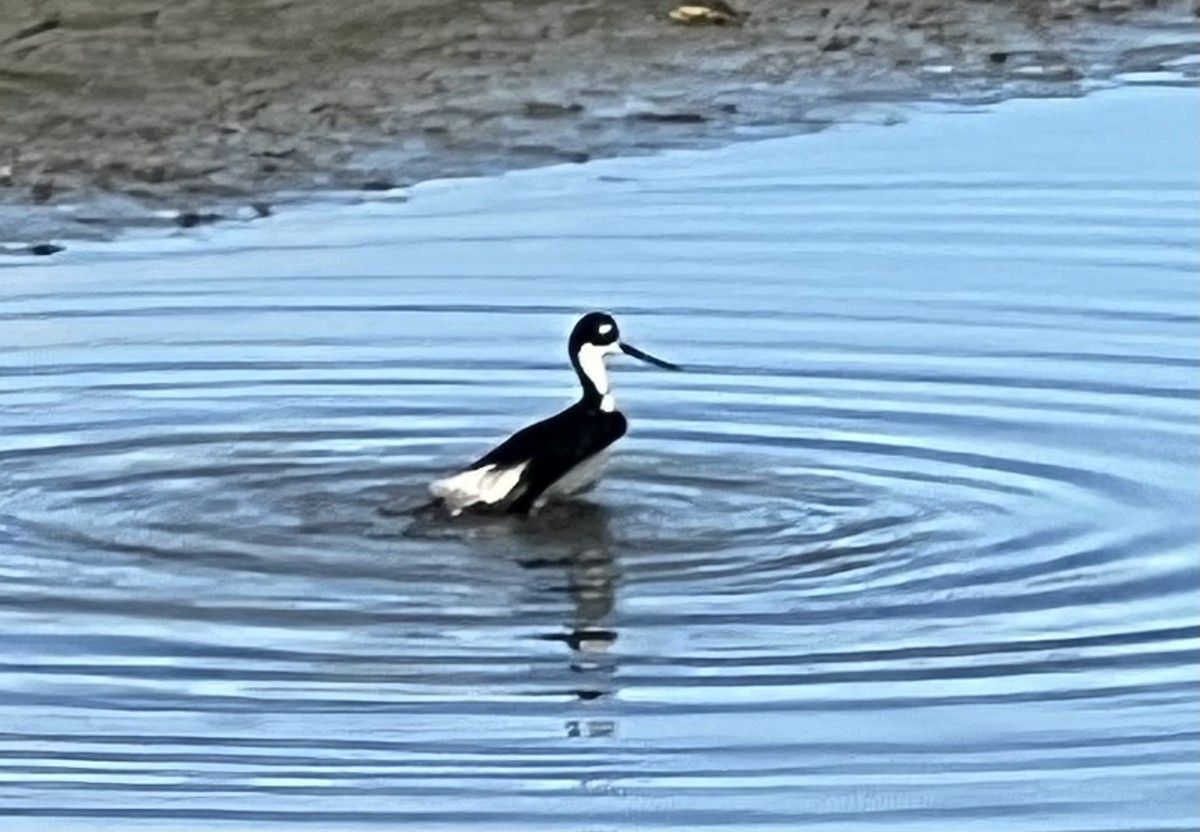 Black-necked Stilt - Marcy Carpenter