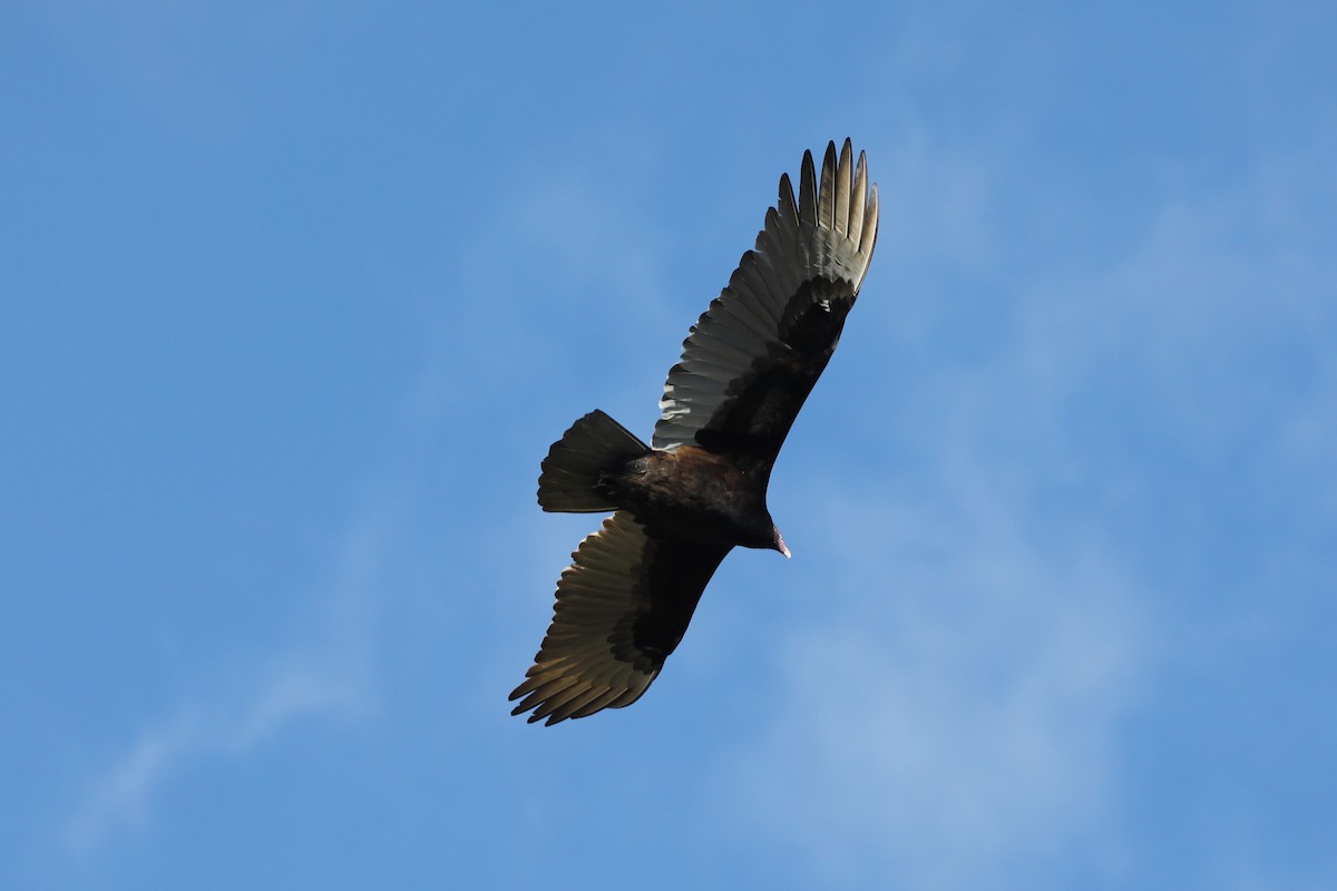 Turkey Vulture - ML614210662