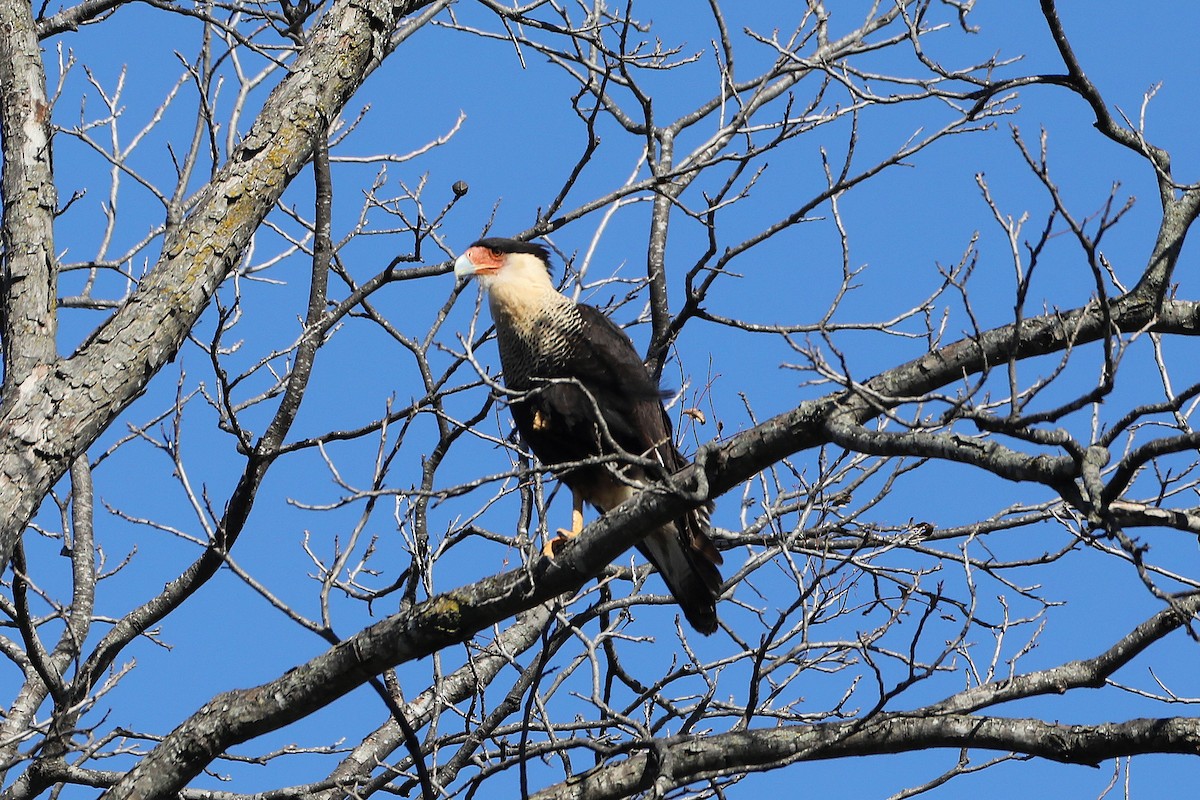 Crested Caracara - George Brode