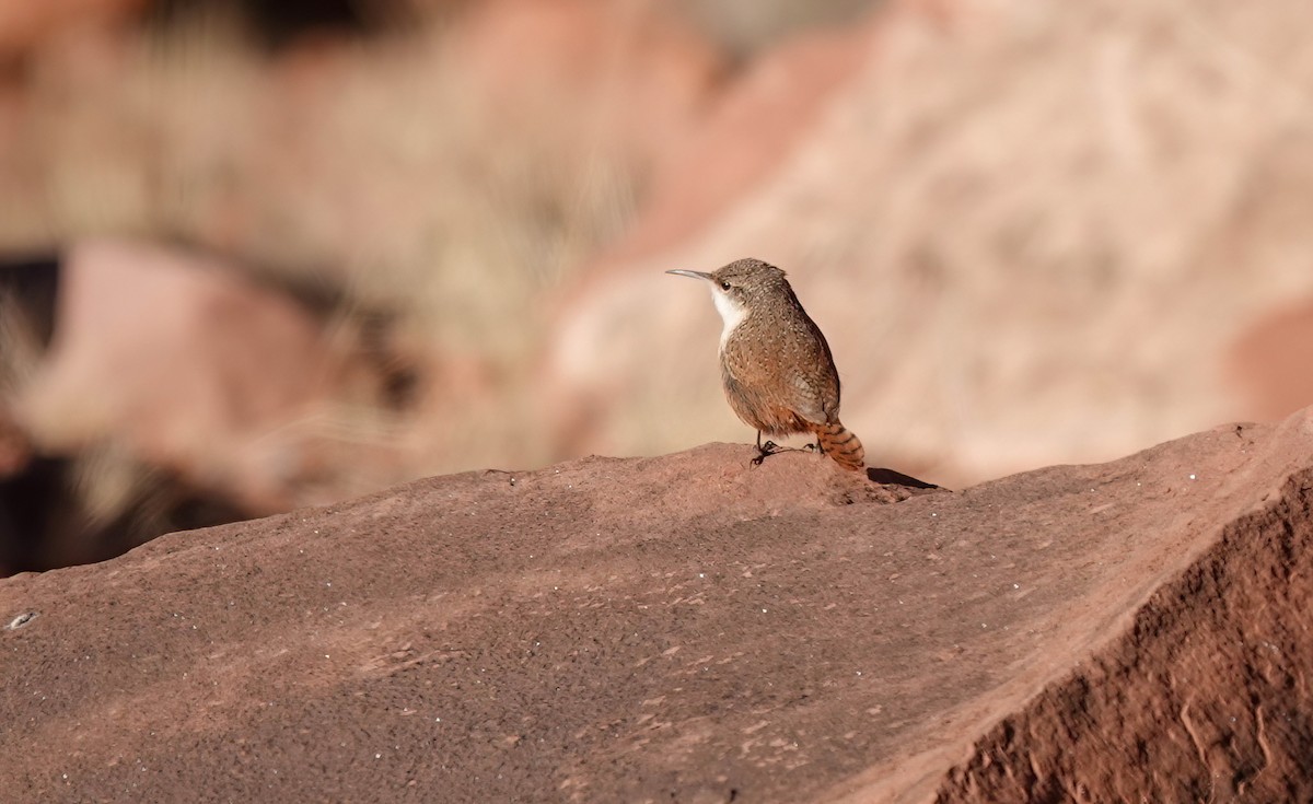 Canyon Wren - Pam Vercellone-Smith