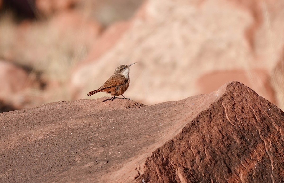 Canyon Wren - Pam Vercellone-Smith