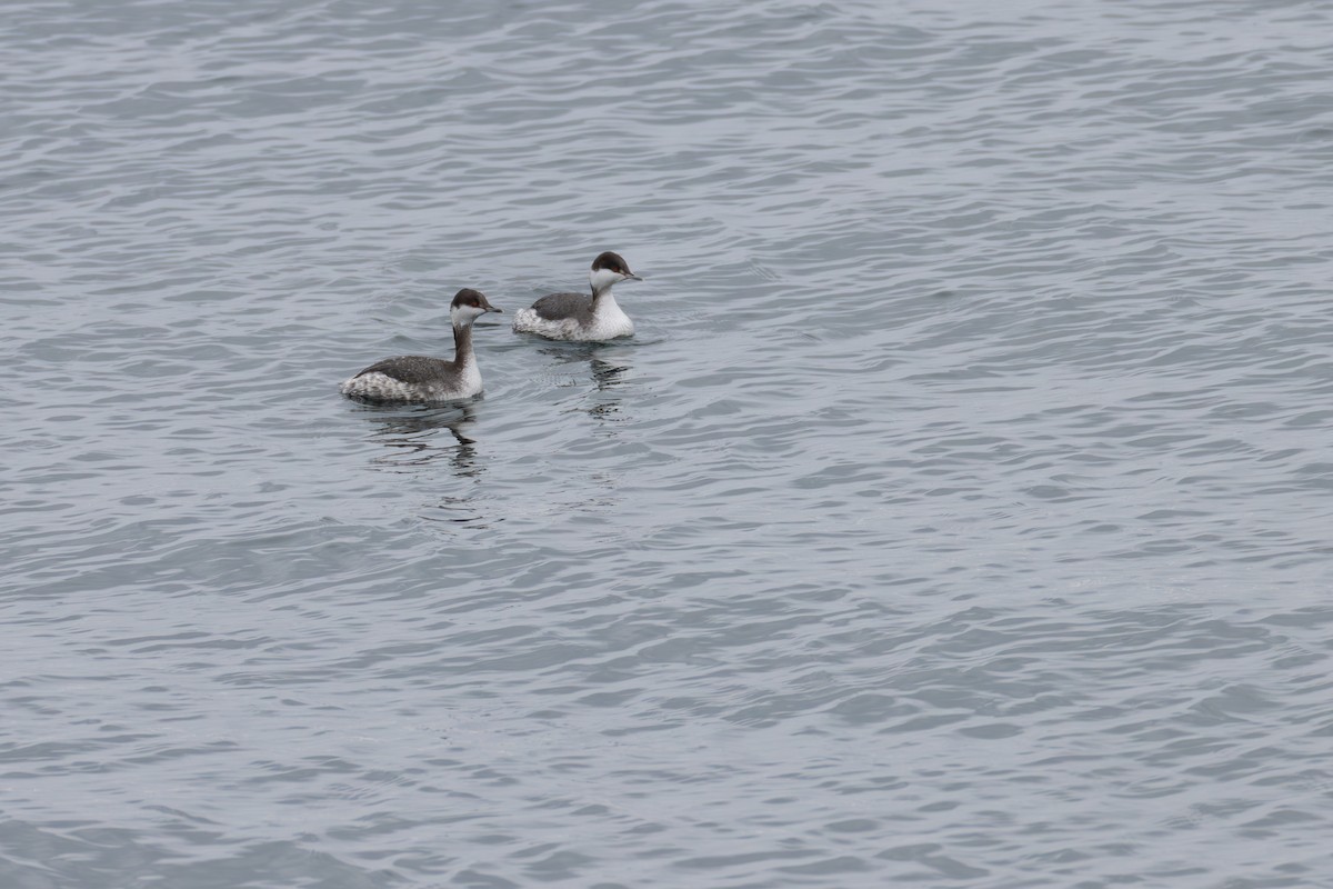 Horned Grebe - Paul Jones