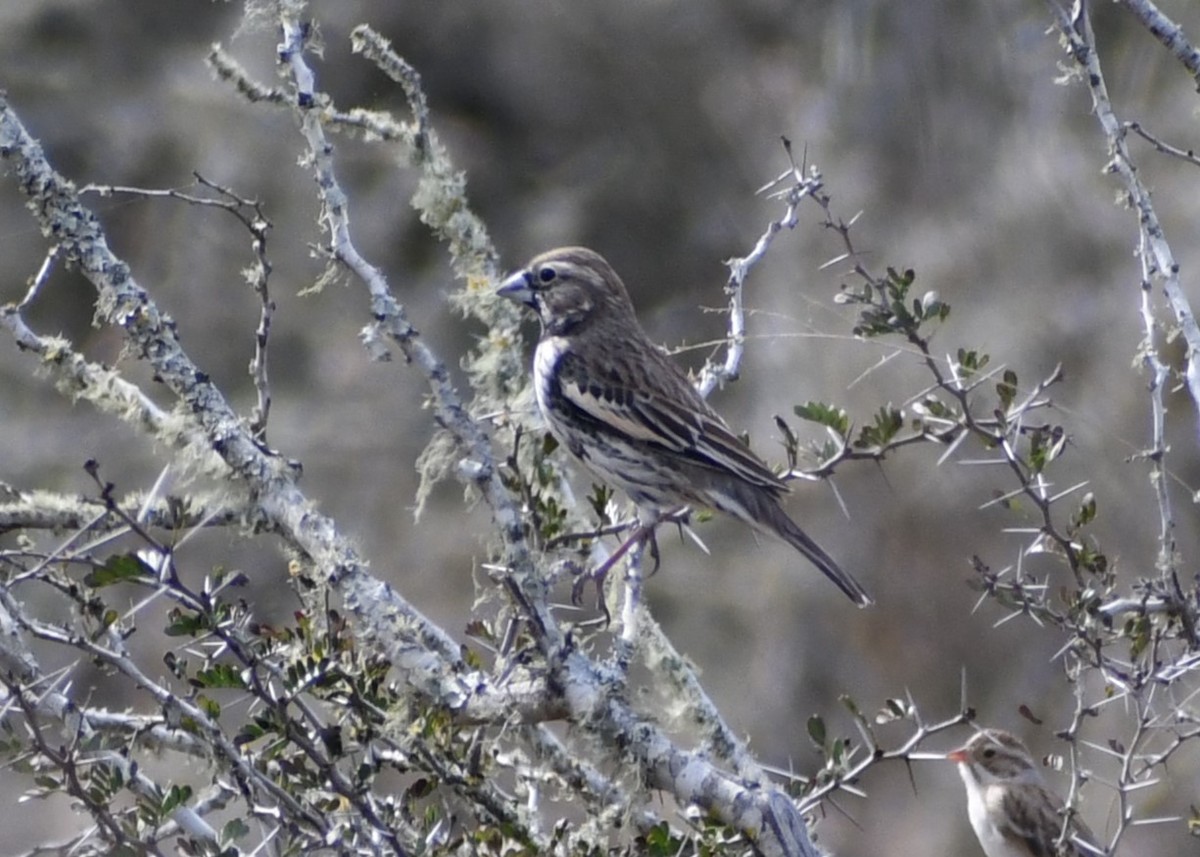 Lark Bunting - ML614210966