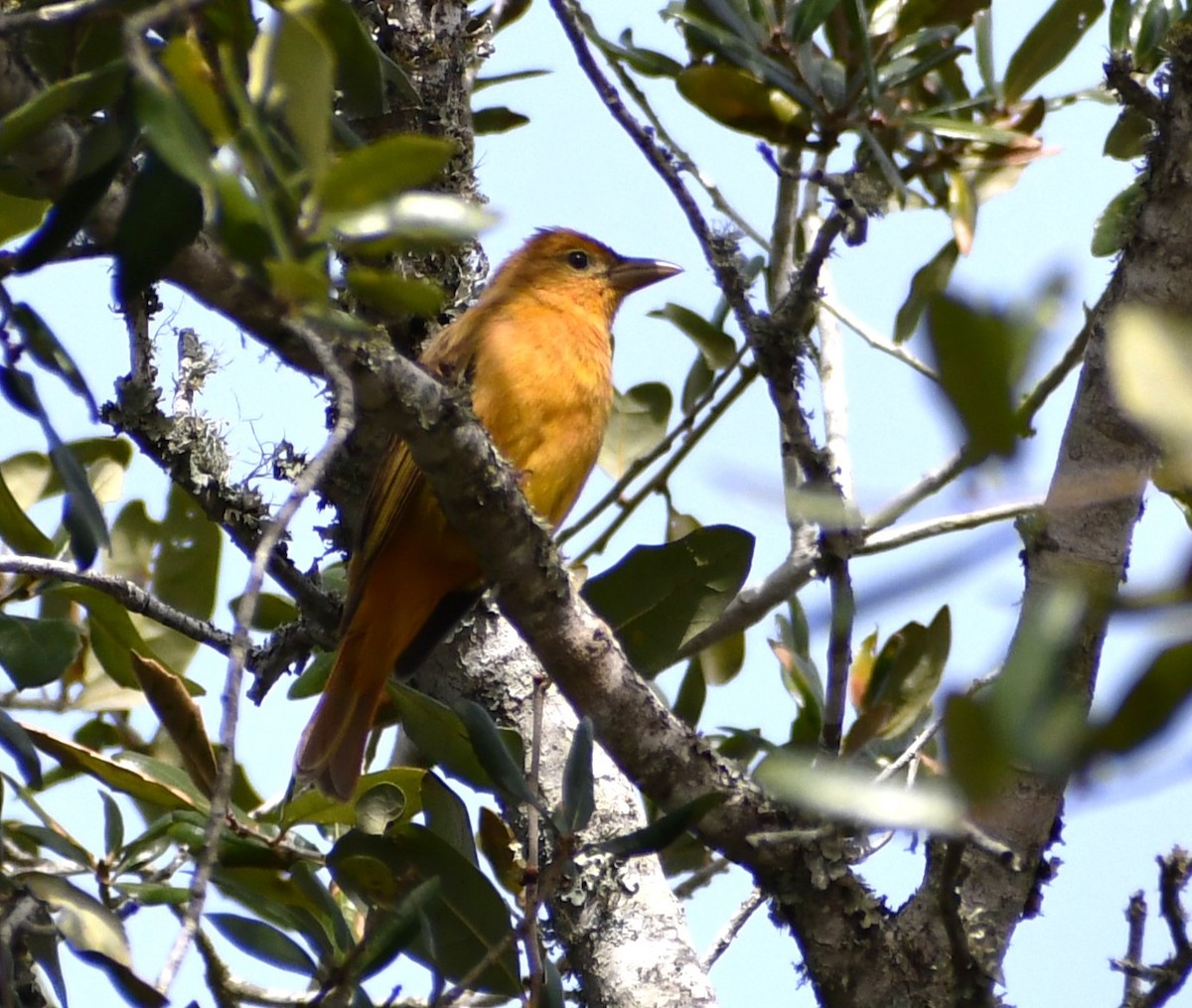 Summer Tanager - ML614210969