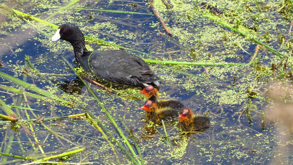 American Coot - Darlene Cancelliere
