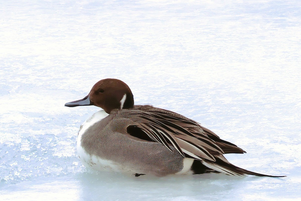 Northern Pintail - Marcy Maurer