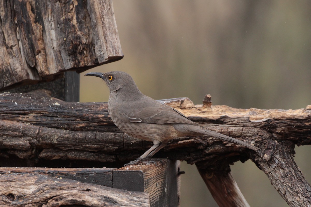 Curve-billed Thrasher - Donna Bragg