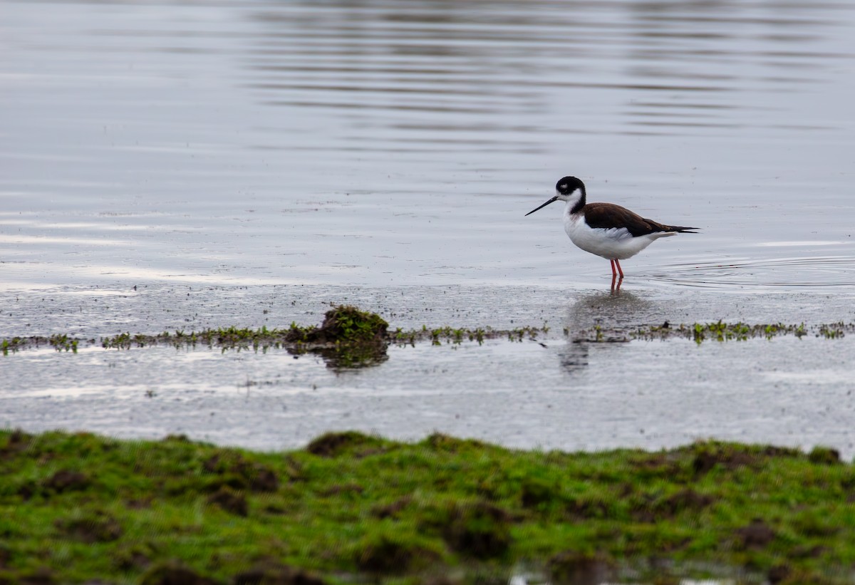 Black-necked Stilt - ML614211168