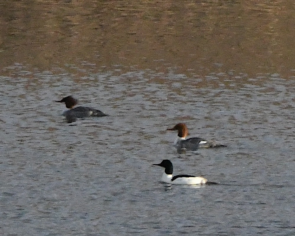 Common Merganser - ML614211183